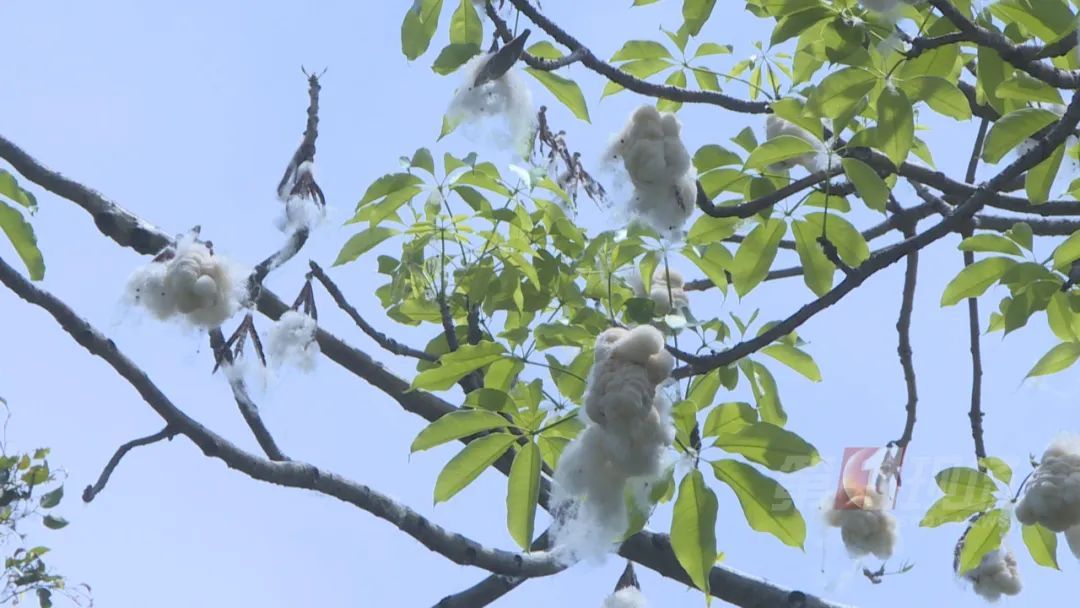 深圳“飘雪”=“会呼吸的痛” ？别担心，公园来帮你清理