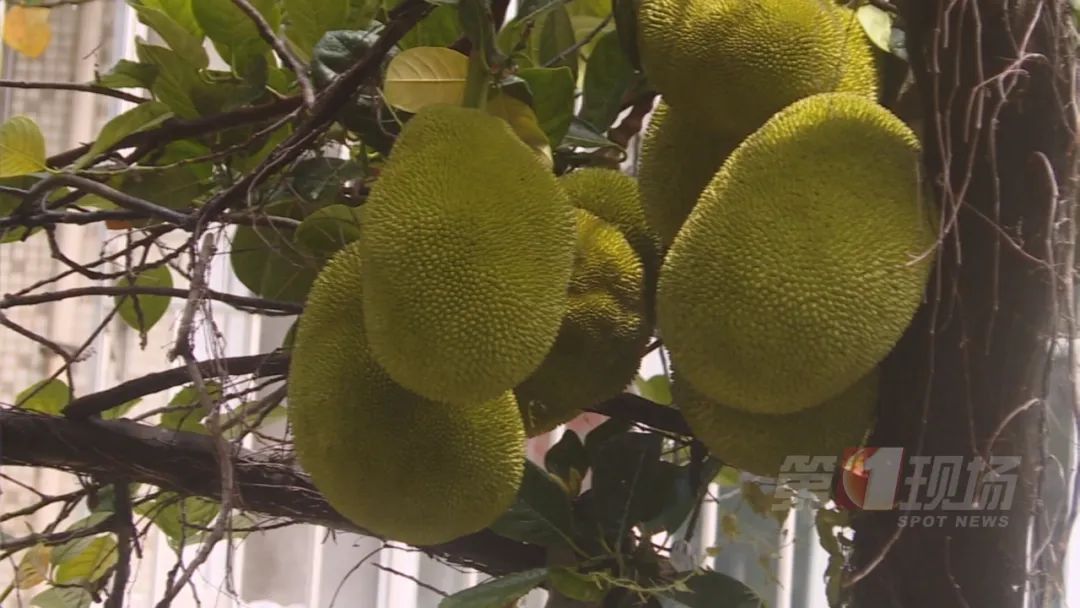 深圳“飘雪”=“会呼吸的痛” ？别担心，公园来帮你清理