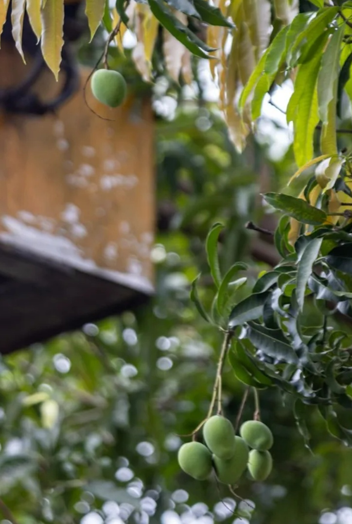 广东多地大量出现,不要吃 广东多地大量出现,不要吃