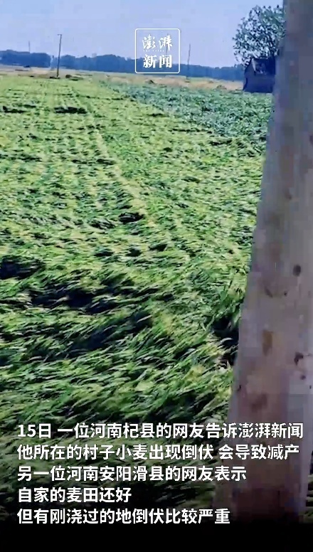 河南部分麦田被大风吹倒?网友在线求助,高校发文 河南部分麦田被大风吹倒?网友在线求助,高校发文