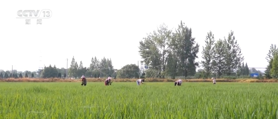 耕地、环境、产业链上的“加减法”点绿成“金” 农户共享更多“绿色红利”