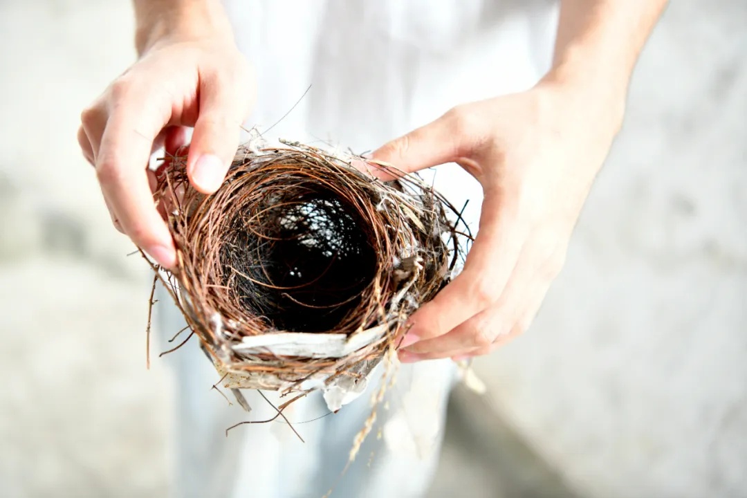 红耳bēi飞到学生宿舍筑巢？网友：论文送上门！