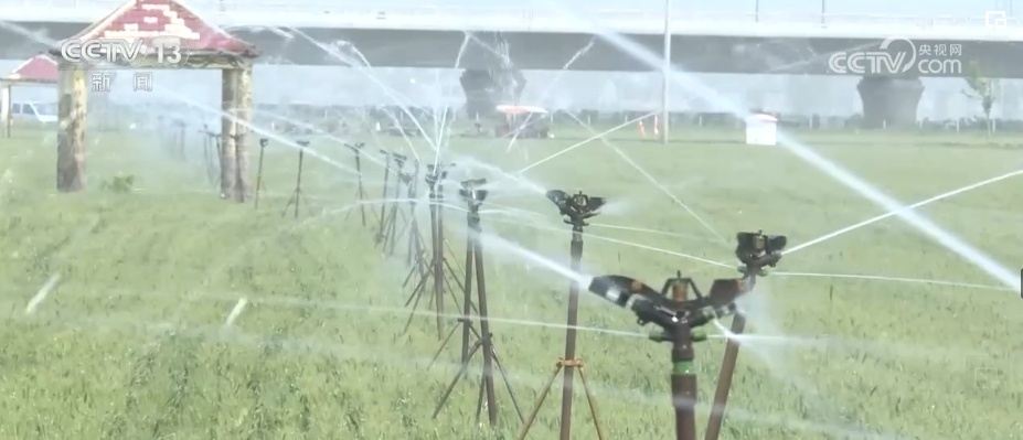 麦粒渐满，丰收在望！夏粮生产形势好 收购准备就绪 端稳饭碗底气足