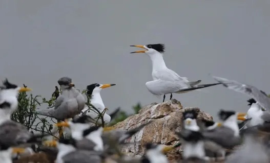 红耳bēi飞到宿舍筑巢，网友：天上掉论文啦！