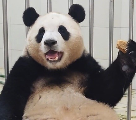 旅外大熊猫回家后的生活 哪只是你心爱的小熊？
