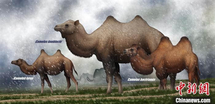中外科研人员破解诺氏驼基因之谜 中外科研人员破解诺氏驼基因之谜