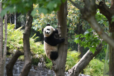 旅外大熊猫回家后的生活 哪只是你心爱的小熊？
