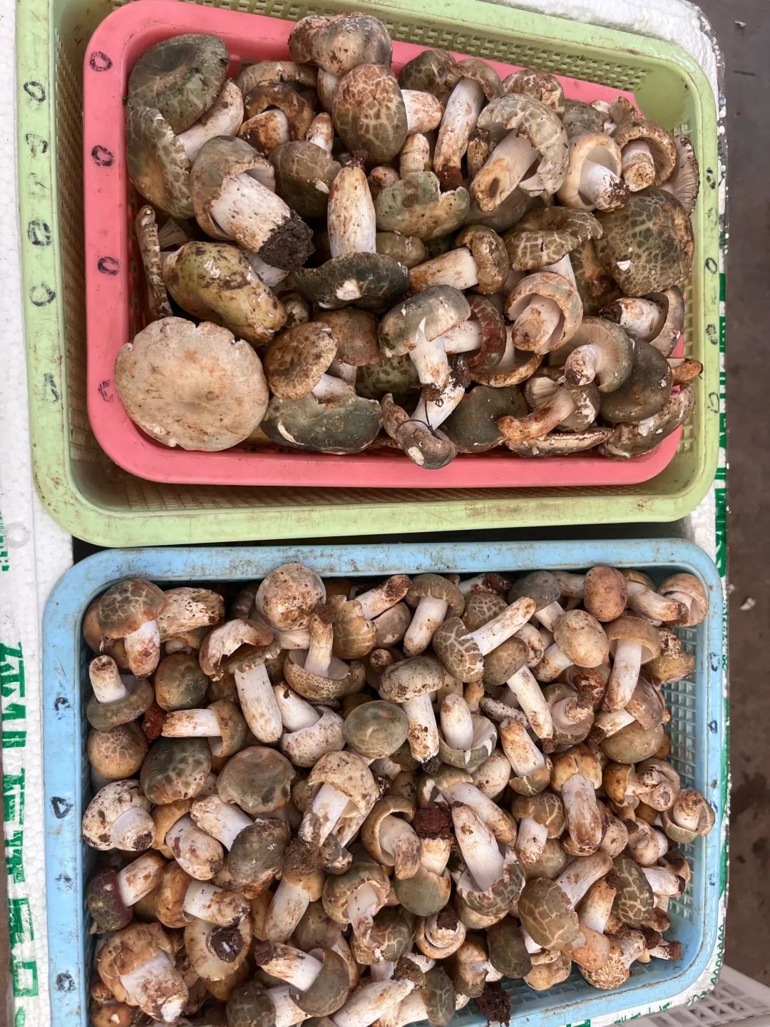 2800-3000元/公斤！木水花市场干巴菌上市