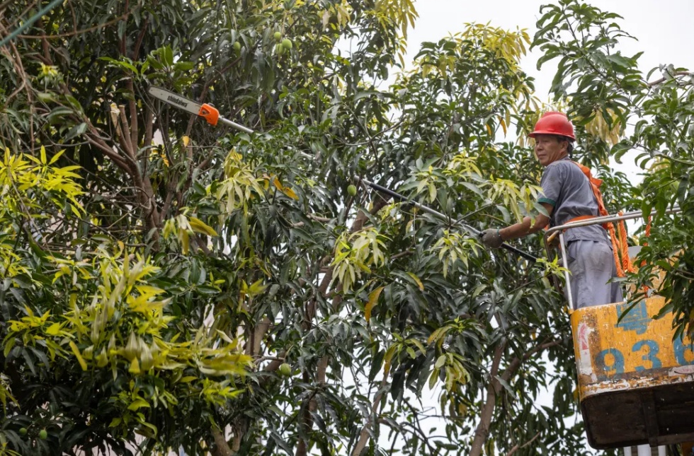 广东多地大量出现,不要吃 广东多地大量出现,不要吃