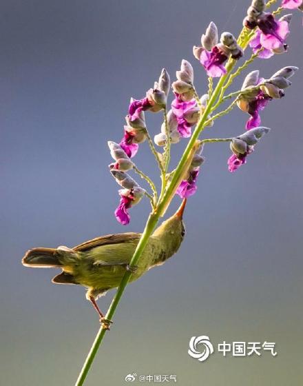 花间小精灵！广西南宁青秀山花鸟同框 灵动唯美
