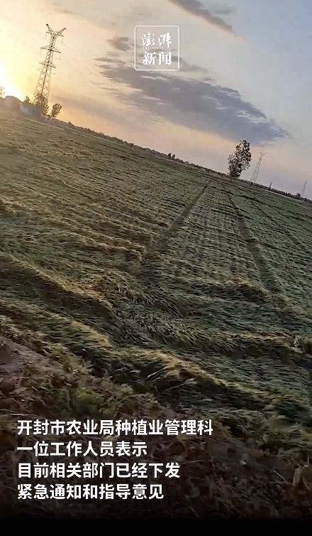 河南部分麦田被大风吹倒?网友在线求助,高校发文 河南部分麦田被大风吹倒?网友在线求助,高校发文