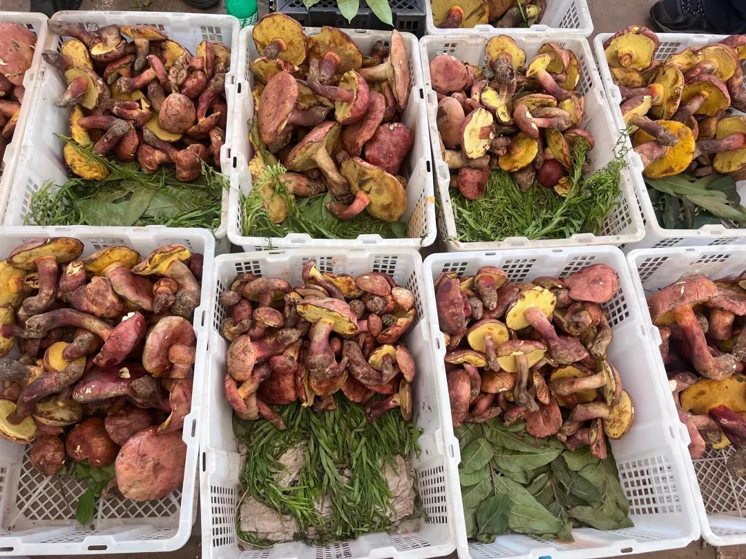 2800-3000元/公斤！木水花市场干巴菌上市