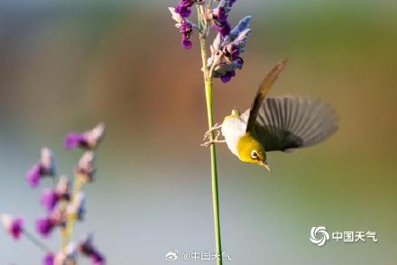 花间小精灵！广西南宁青秀山花鸟同框 灵动唯美