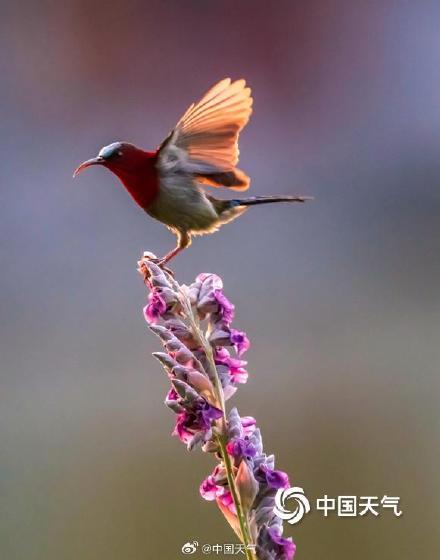 花间小精灵！广西南宁青秀山花鸟同框 灵动唯美