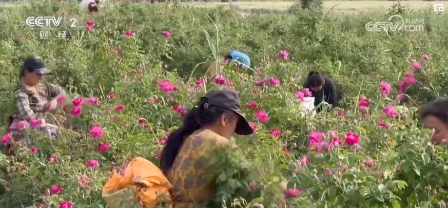 “丝路瑰宝”开出“花”产业 &nbsp;新疆因地制宜延长“花海经济”产业链