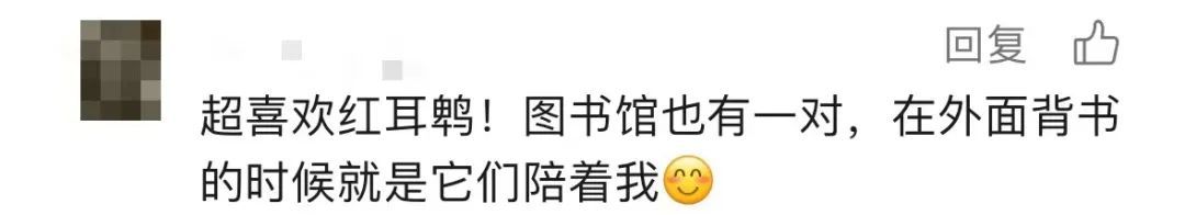 红耳bēi飞到宿舍筑巢，网友：天上掉论文啦！