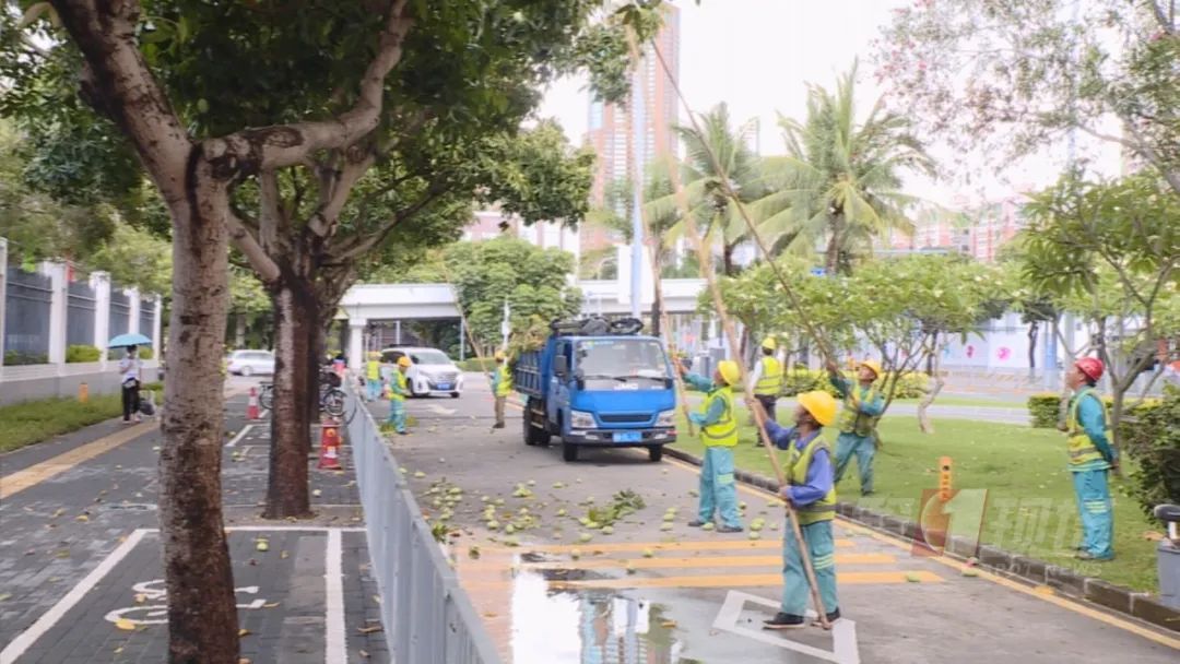 深圳“飘雪”=“会呼吸的痛” ？别担心，公园来帮你清理