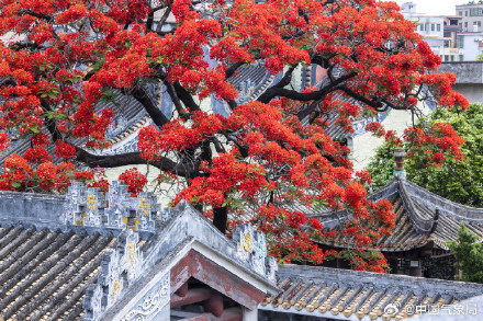 岭南镬耳屋顶与火红凤凰花同框 岭南镬耳屋顶与火红凤凰花同框