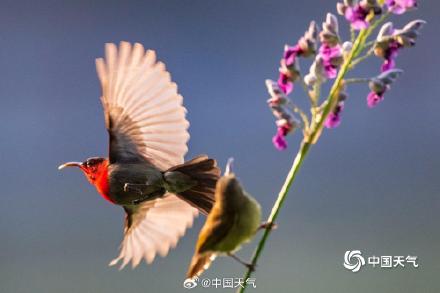 花间小精灵！广西南宁青秀山花鸟同框 灵动唯美
