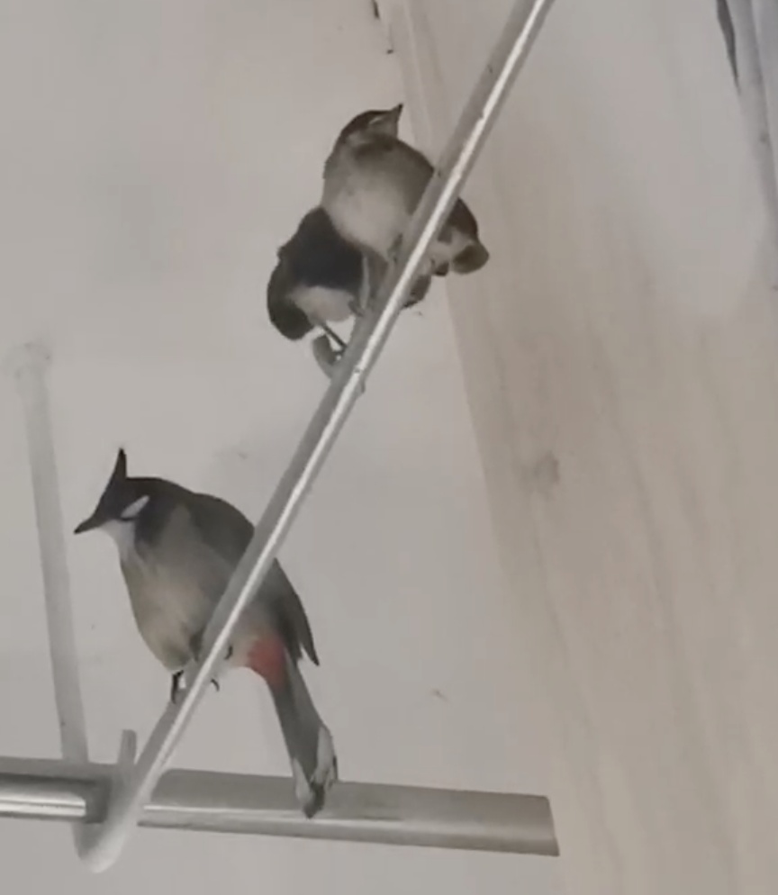 红耳bēi飞到宿舍筑巢，网友：天上掉论文啦！