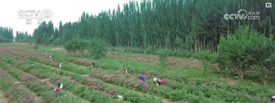 “丝路瑰宝”开出“花”产业 &nbsp;新疆因地制宜延长“花海经济”产业链