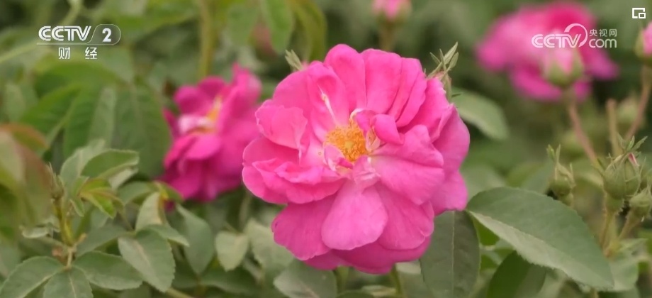 “丝路瑰宝”开出“花”产业 &nbsp;新疆因地制宜延长“花海经济”产业链