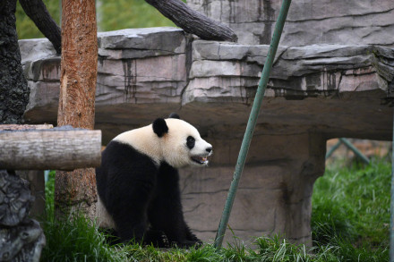旅外大熊猫回家后的生活 哪只是你心爱的小熊？