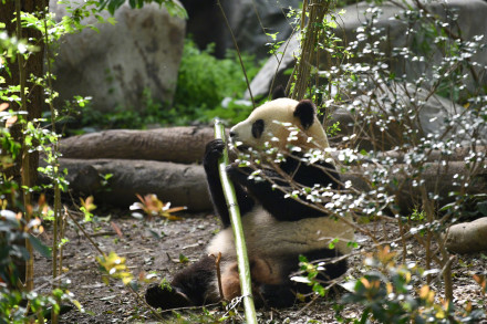 旅外大熊猫回家后的生活 哪只是你心爱的小熊？