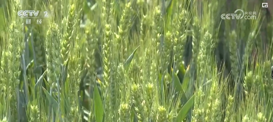 麦粒渐满，丰收在望！夏粮生产形势好 收购准备就绪 端稳饭碗底气足