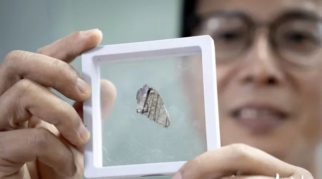 广州首次发现暴龙超科化石