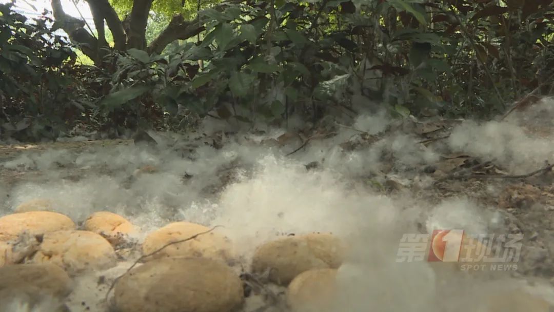 深圳“飘雪”=“会呼吸的痛” ？别担心，公园来帮你清理