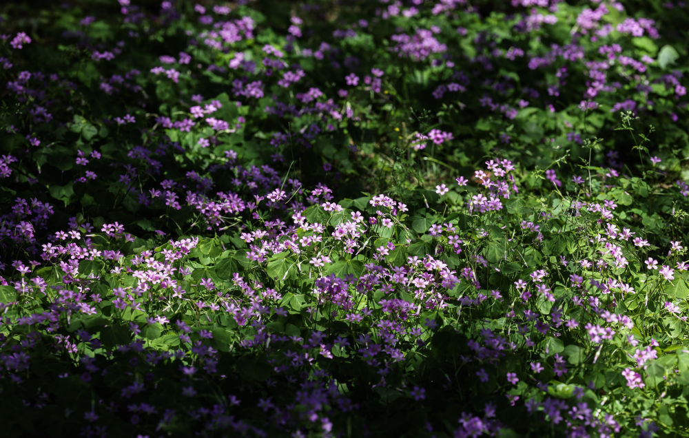 美丽中国｜夏花烂漫 水草丰茂——白塔湖国家湿地公园的初夏