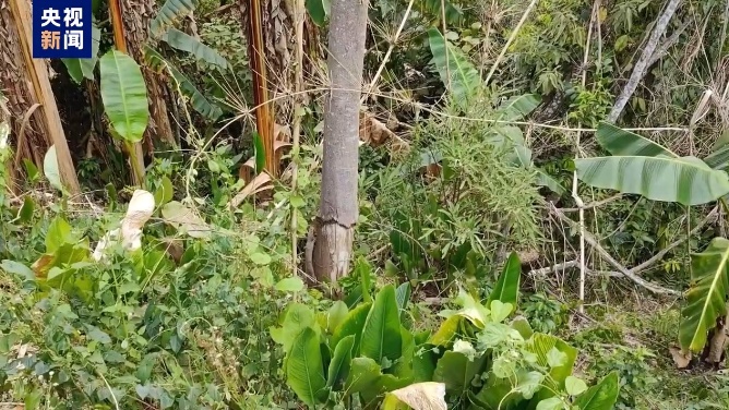 江豚惨死,剥皮毁林,这份通报触目惊心! 江豚惨死,剥皮毁林,这份通报触目惊心!