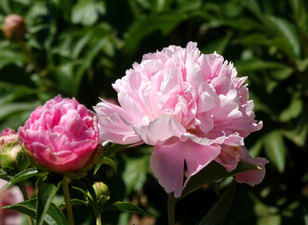 治愈！芍药花开出初夏的浪漫