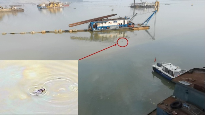 江豚惨死,剥皮毁林,这份通报触目惊心! 江豚惨死,剥皮毁林,这份通报触目惊心!