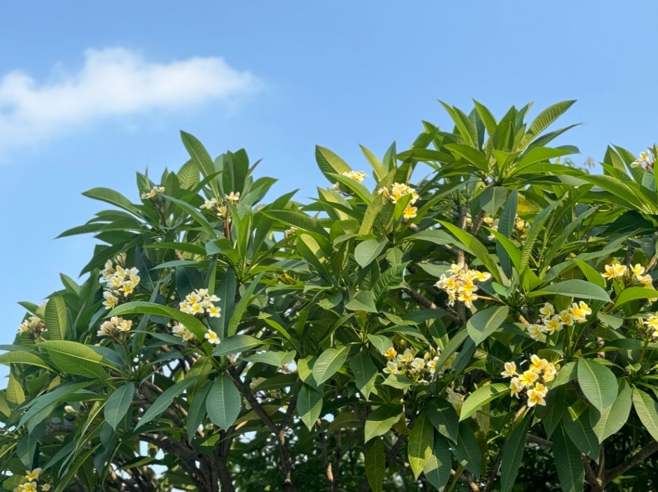 抓紧洗晒!龙舟水即将上线,本周末广东将迎新一轮雷雨大风和冰雹 抓紧洗晒!龙舟水即将上线,本周末广东将迎新一轮雷雨大风和冰雹