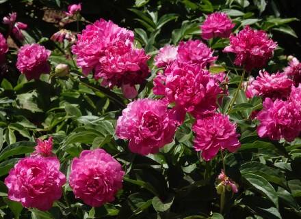 治愈！芍药花开出初夏的浪漫