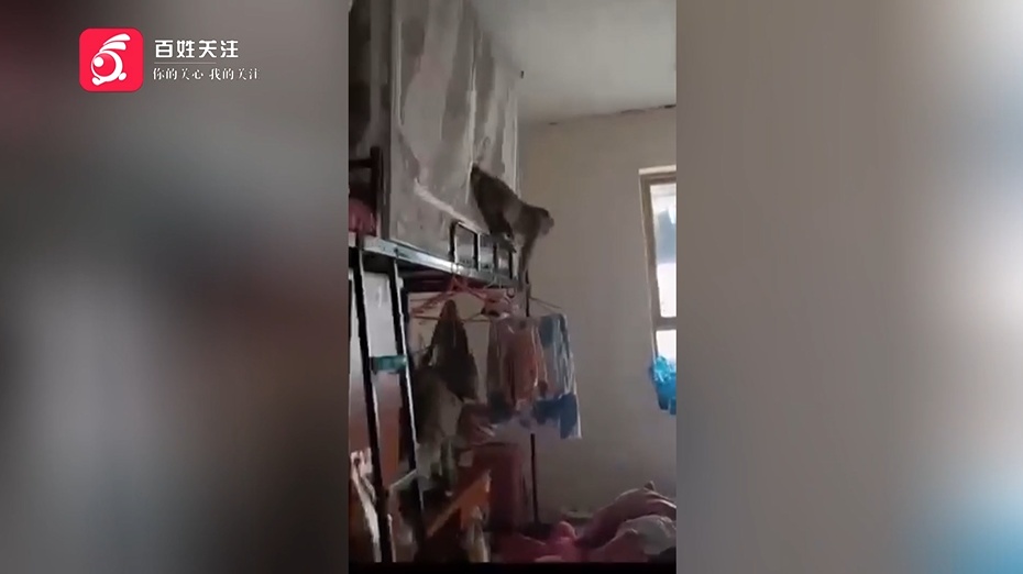 女生寝室闯入“不速之客”,把女孩们吓得花容失色,还厚着脸皮蹭吃蹭喝...... 女生寝室闯入“不速之客”,把女孩们吓得花容失色,还厚着脸皮蹭吃蹭喝......