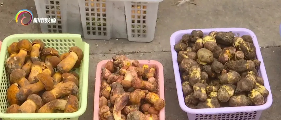 上市1吨以上!价格还会降!云南人看到都笑了…… 上市1吨以上!价格还会降!云南人看到都笑了……