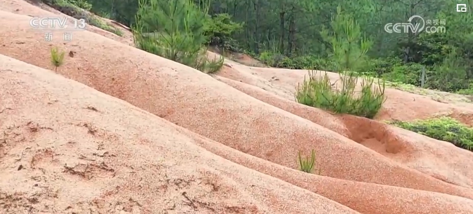 荒山变青山、森林变粮库 林下“掘金”成百姓增收致富“聚宝盆” 荒山变青山、森林变粮库 林下“掘金”成百姓增收致富“聚宝盆”