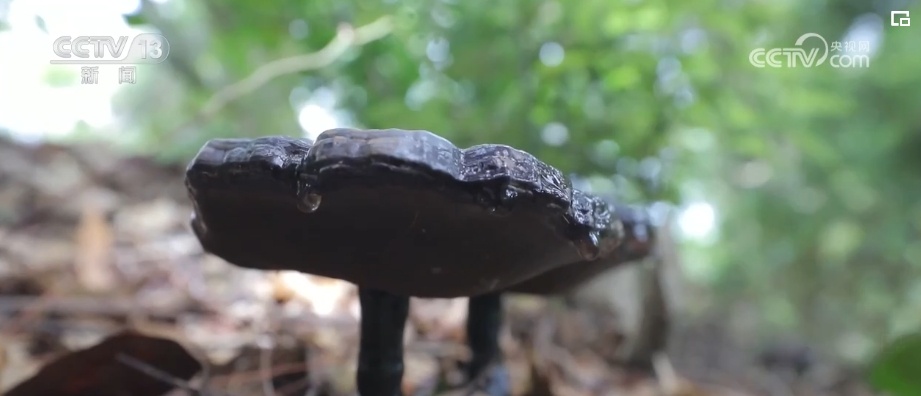 荒山变青山、森林变粮库 林下“掘金”成百姓增收致富“聚宝盆” 荒山变青山、森林变粮库 林下“掘金”成百姓增收致富“聚宝盆”