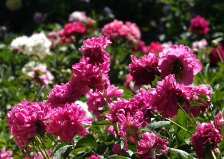 治愈！芍药花开出初夏的浪漫