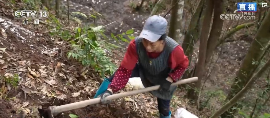 荒山变青山、森林变粮库 林下“掘金”成百姓增收致富“聚宝盆” 荒山变青山、森林变粮库 林下“掘金”成百姓增收致富“聚宝盆”