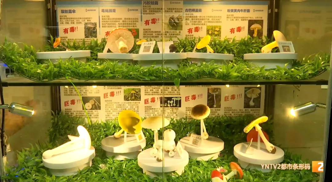 警惕!头水菌上市没多久,已有多人中毒! 警惕!头水菌上市没多久,已有多人中毒!