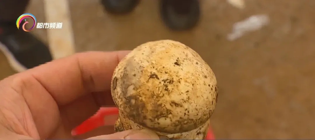 上市1吨以上!价格还会降!云南人看到都笑了…… 上市1吨以上!价格还会降!云南人看到都笑了……