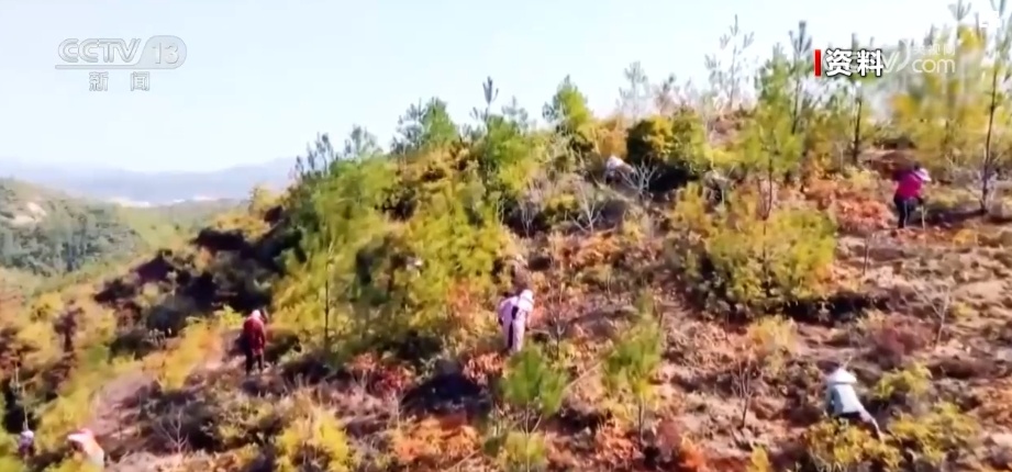 荒山变青山、森林变粮库 林下“掘金”成百姓增收致富“聚宝盆” 荒山变青山、森林变粮库 林下“掘金”成百姓增收致富“聚宝盆”