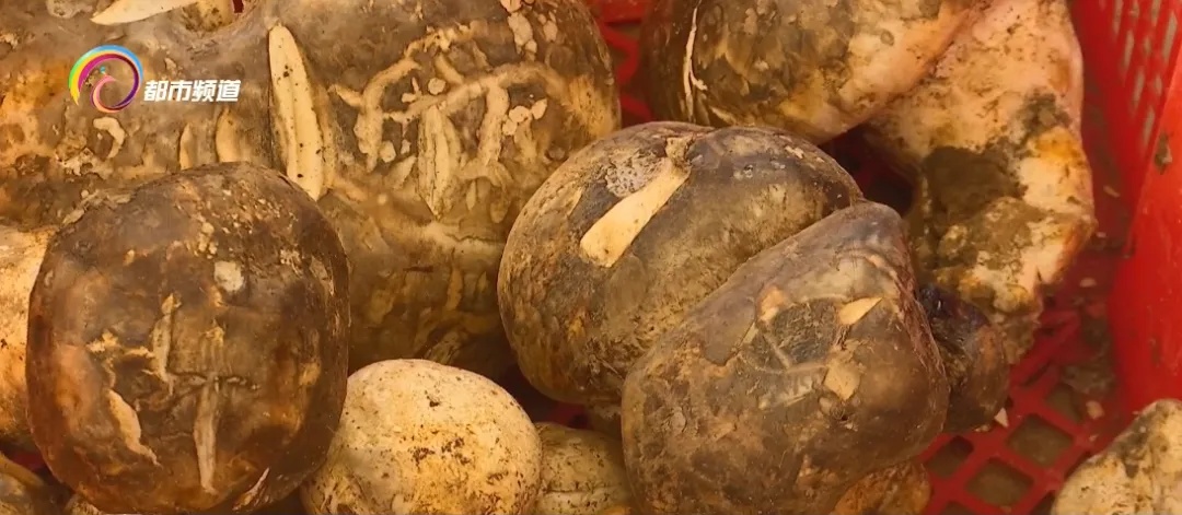 上市1吨以上!价格还会降!云南人看到都笑了…… 上市1吨以上!价格还会降!云南人看到都笑了……