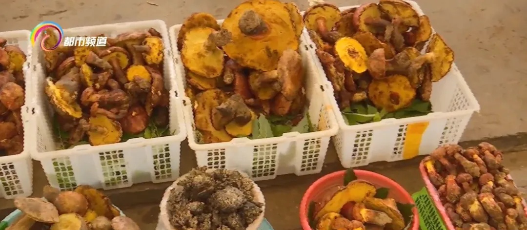 上市1吨以上!价格还会降!云南人看到都笑了…… 上市1吨以上!价格还会降!云南人看到都笑了……