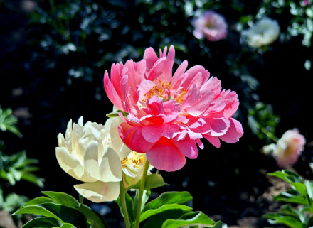 治愈！芍药花开出初夏的浪漫