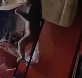 女生寝室闯入“不速之客”,把女孩们吓得花容失色,还厚着脸皮蹭吃蹭喝...... 女生寝室闯入“不速之客”,把女孩们吓得花容失色,还厚着脸皮蹭吃蹭喝......